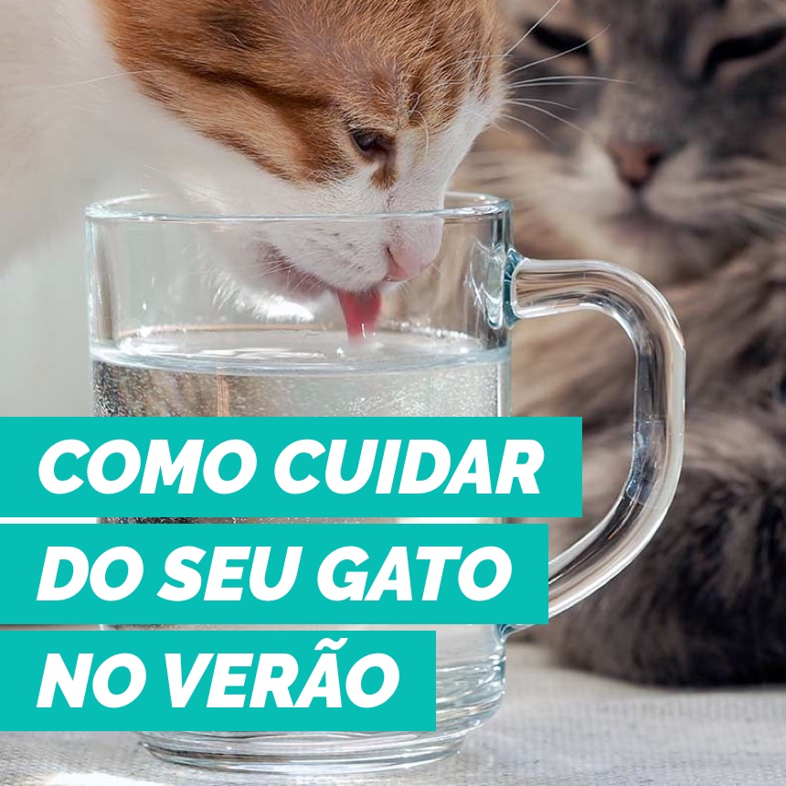 Gatos sentem calor? Saiba como cuidar do seu bichano no verão