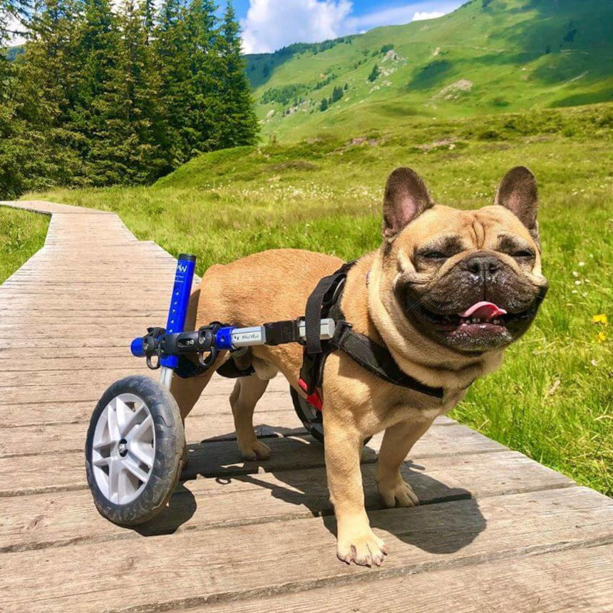 Pets com necessidades especiais: como cuidar do bem-estar de animais com deficiências? 