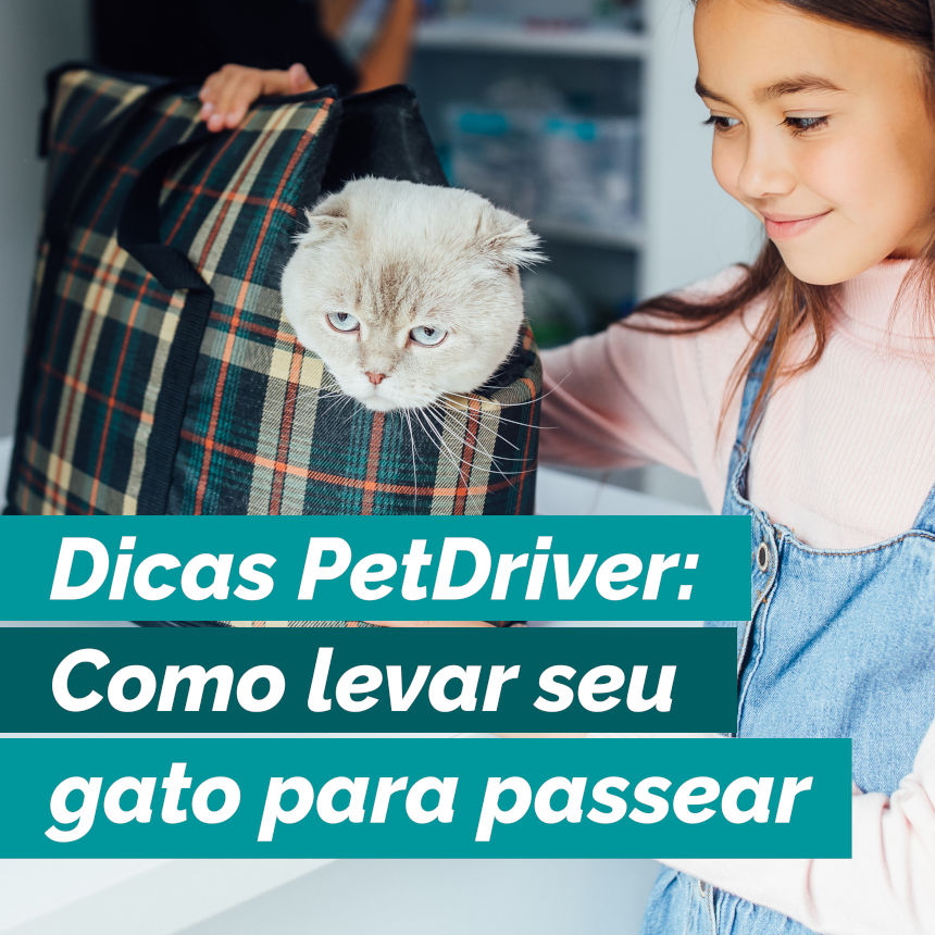 Dicas para começar a levar o seu gato para passear
