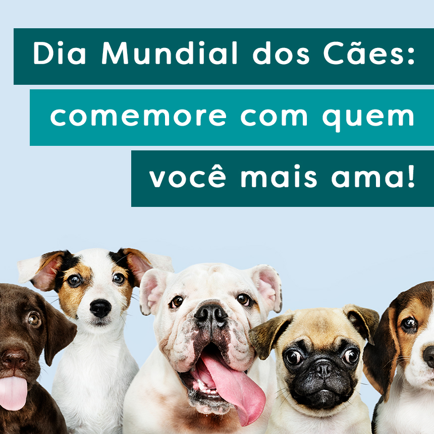 Dia Mundial dos Cães: comemore com o seu melhor amigo e cuide dele com carinho
