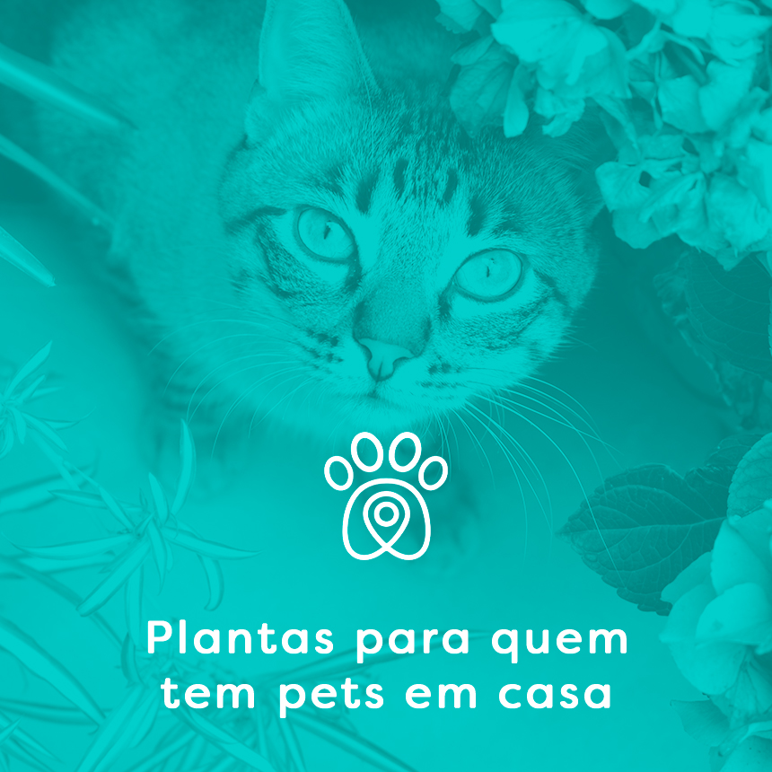 Plantas Pet Friendly: 30 plantas próprias para quem tem pets em casa