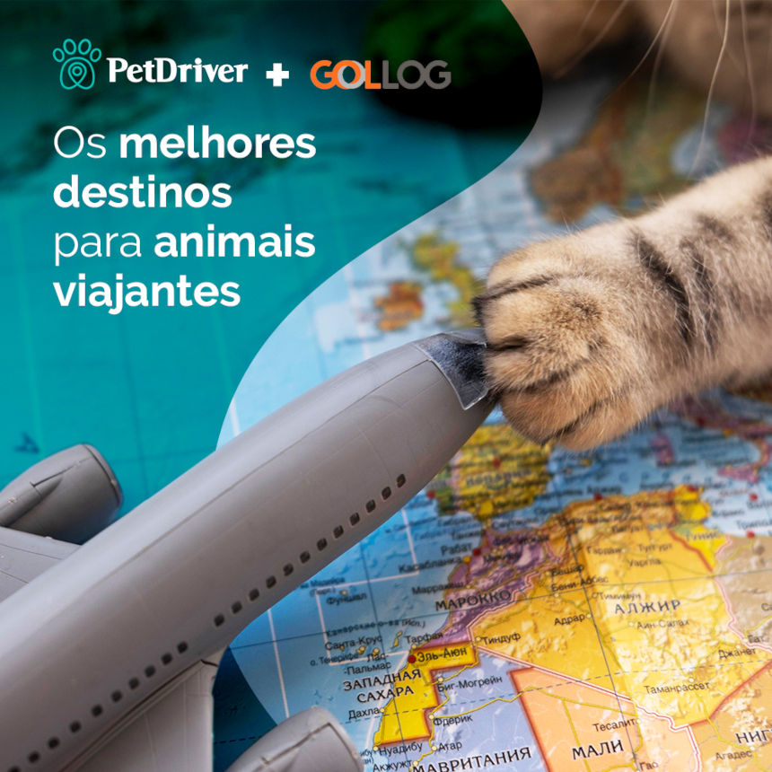 Os melhores destinos para animais viajantes