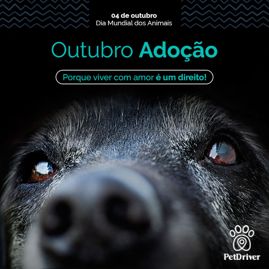 Dia Mundial de adoção de animais