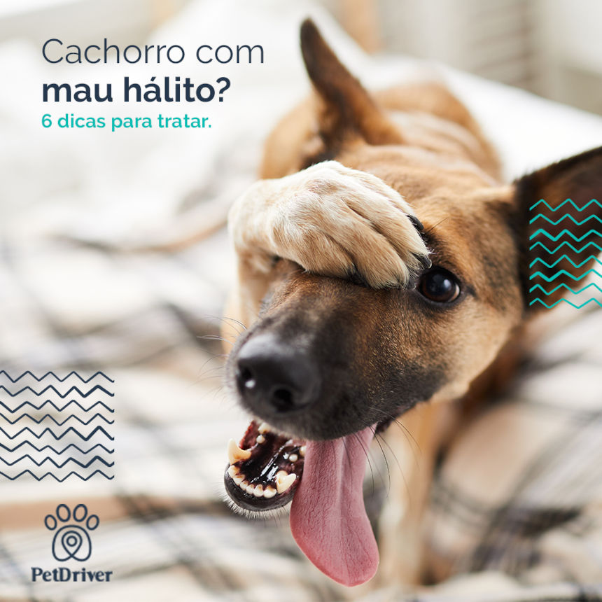 Cachorro com mau hálito? E agora?