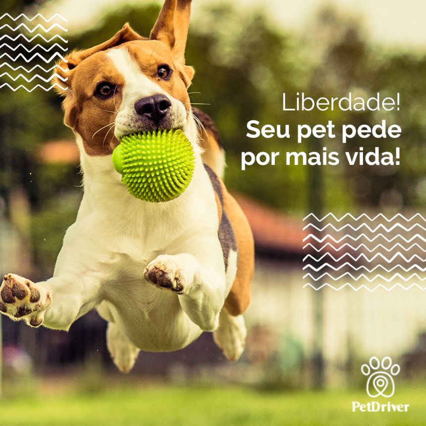 A revolução do Universo Pet já começou!