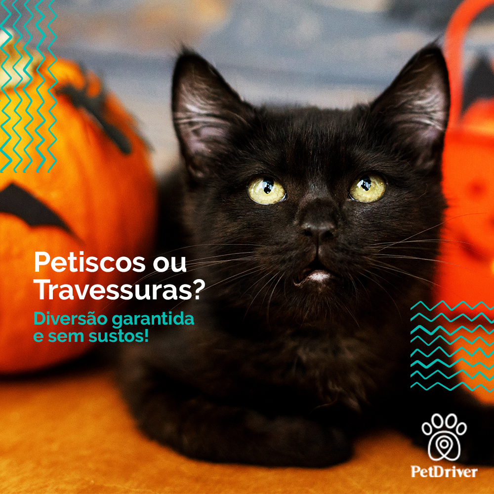 Muitas brincadeiras e travessuras no ar