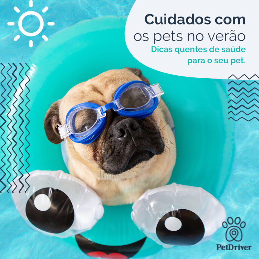 O verão chegou e o seu pet precisa de cuidados