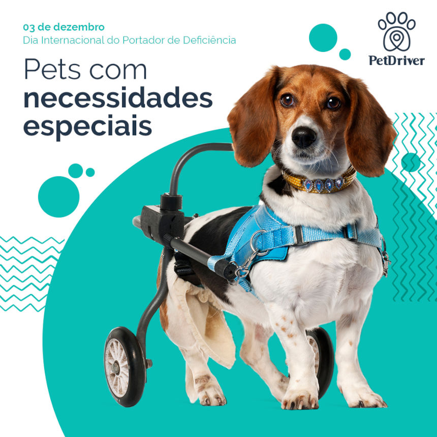 Pets especiais enchem nosso coração de vida!