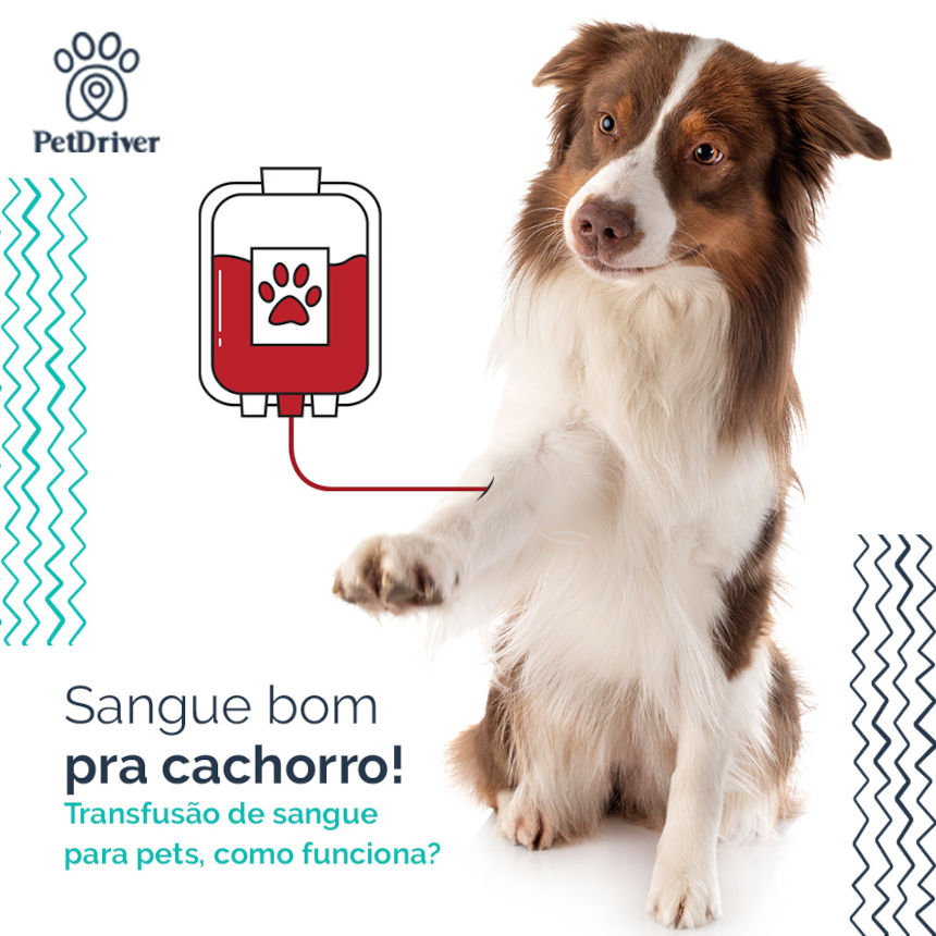 Transfusão de sangue para pets pode salvar vidas