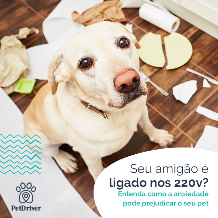 Cãezinhos super agitados? Pode não ser um bom sinal