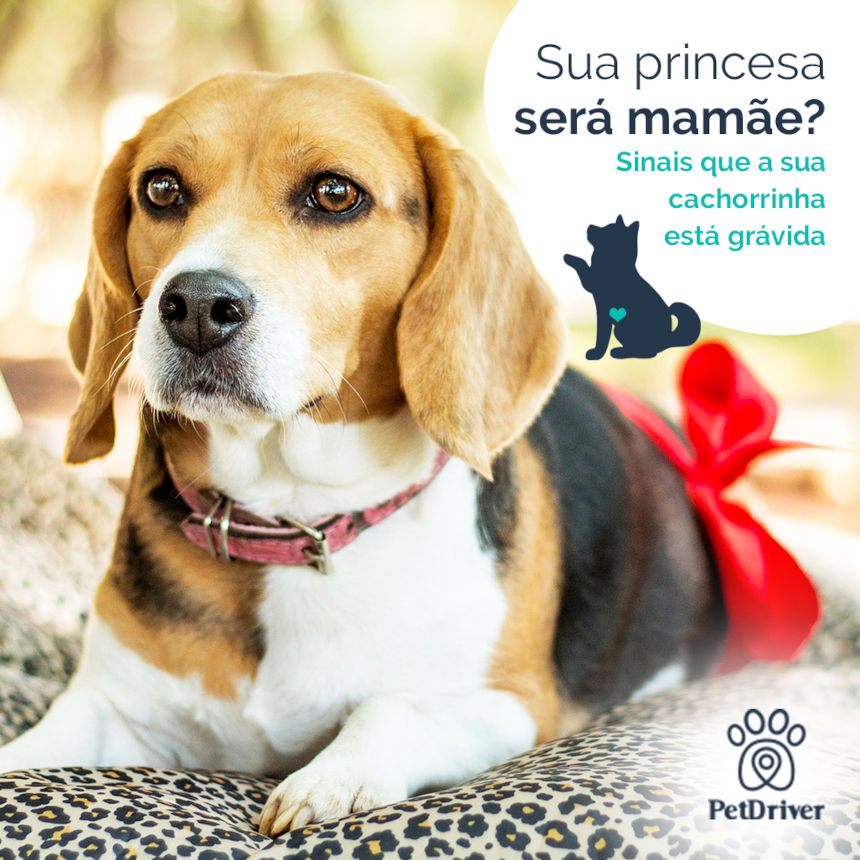 E agora? Como saber se minha princesa vai ser mamãe ou não?
