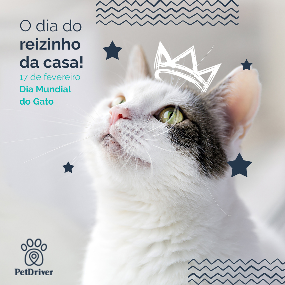 Gatos: Entre ronronados e independência, um dia mundial só deles!
