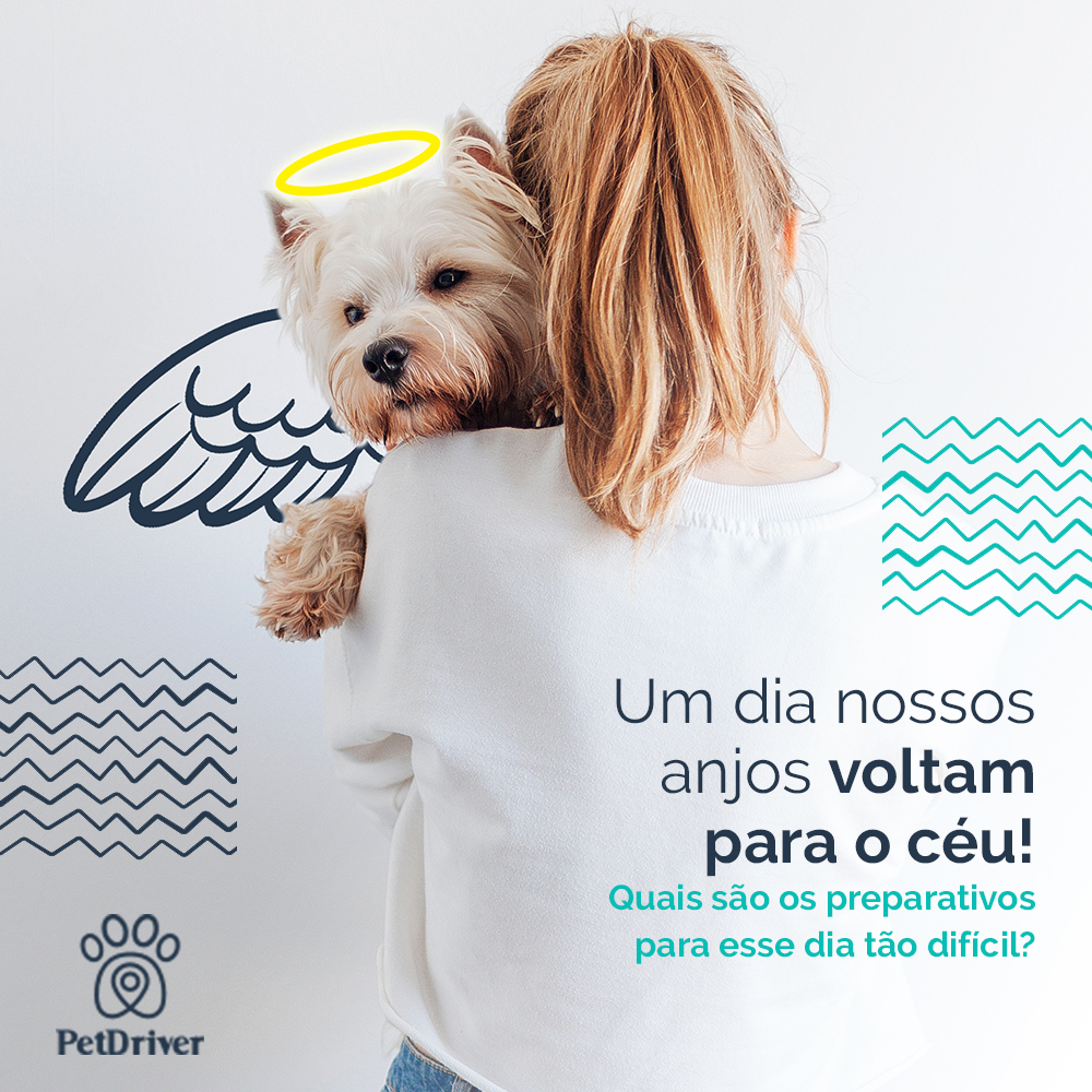 Um dia os nossos anjos retornam ao céu