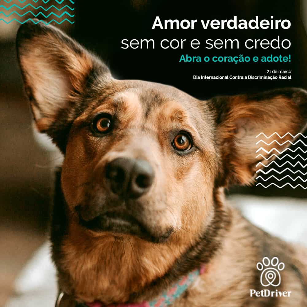 Amor incondicional, sem cor, credo ou etnia