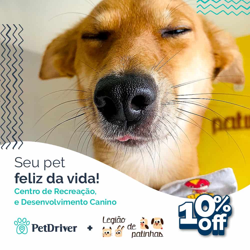 Seu pet feliz da vida em um lugar só pra ele!