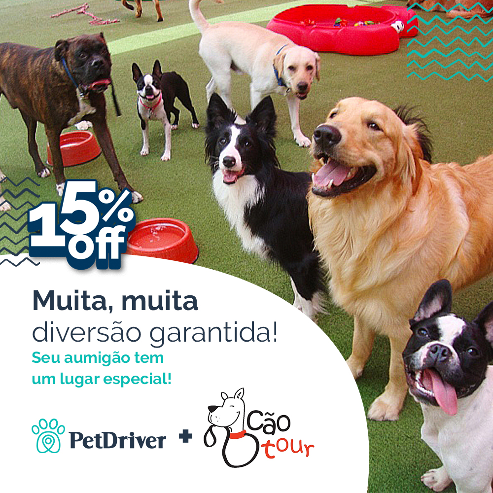 Com tanta diversão, até você gostaria de ser cachorro!