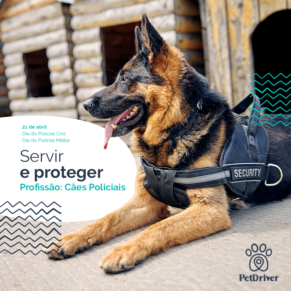 Servir e Proteger: Cães policiais a favor da sociedade