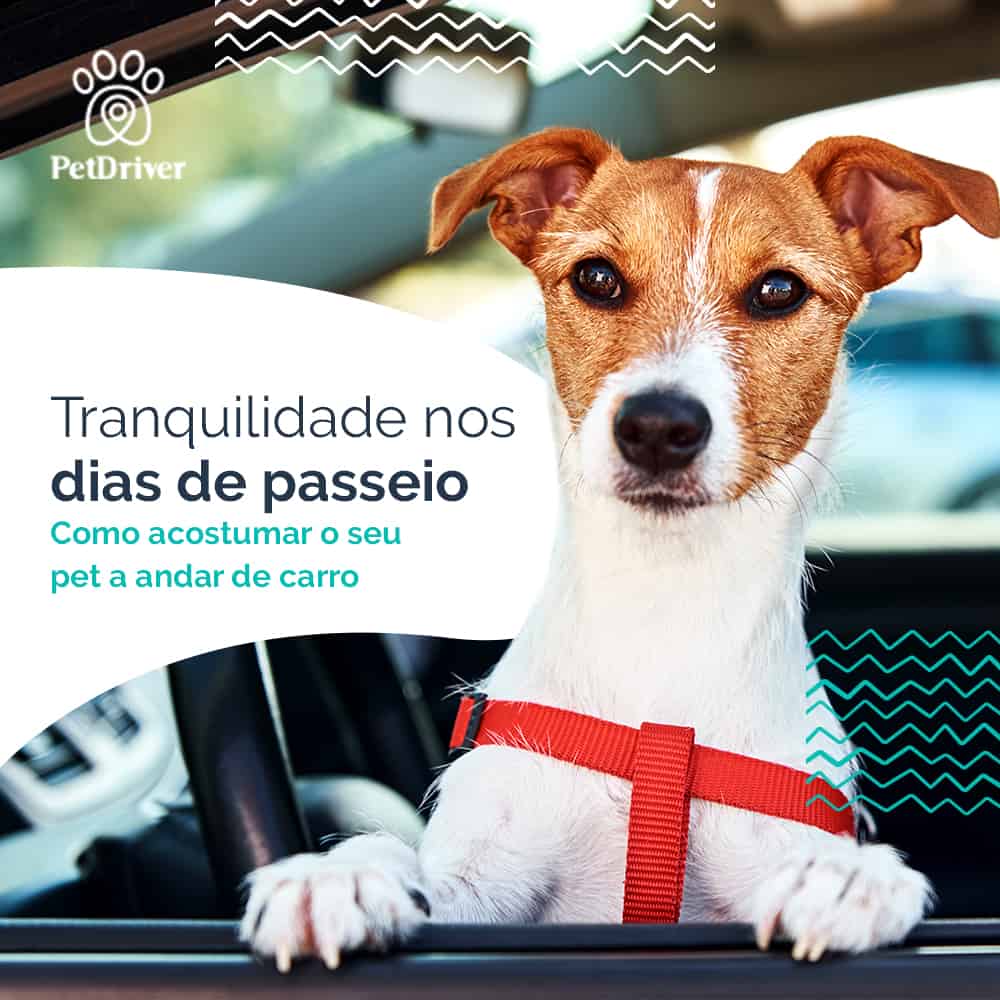 Seu pet passeando feliz e seguro