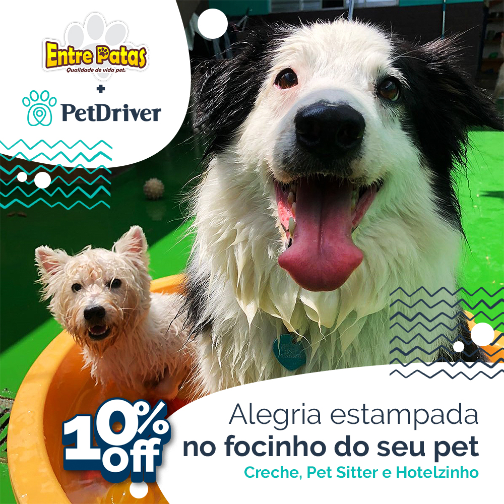 Entre Patas: Alegria estampada no focinho do seu pet