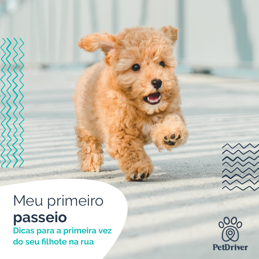 O primeiro passeio é inesquecível!