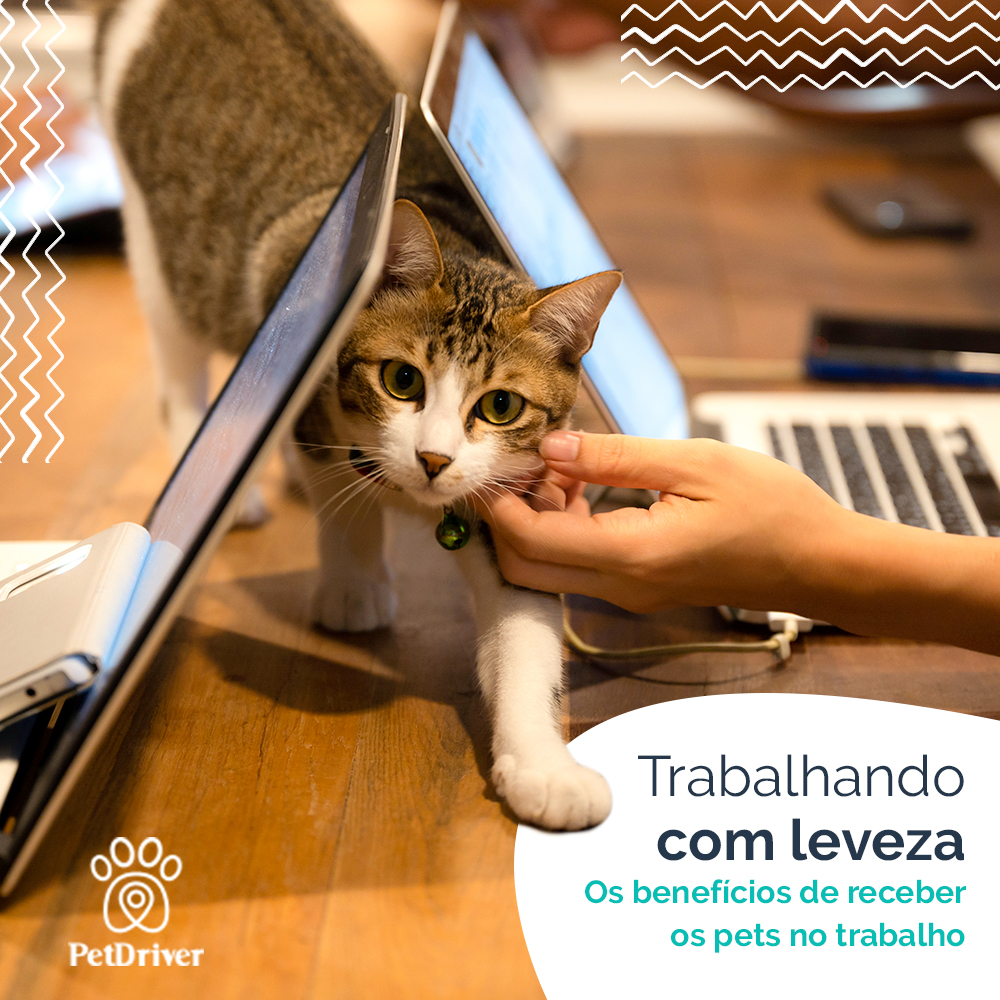 Dia a dia de trabalho mais leve e mais produtivo