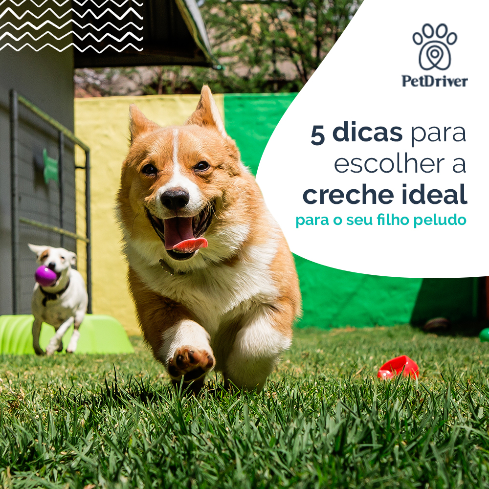 Saber escolher a creche ideal transforma a vida do seu pet
