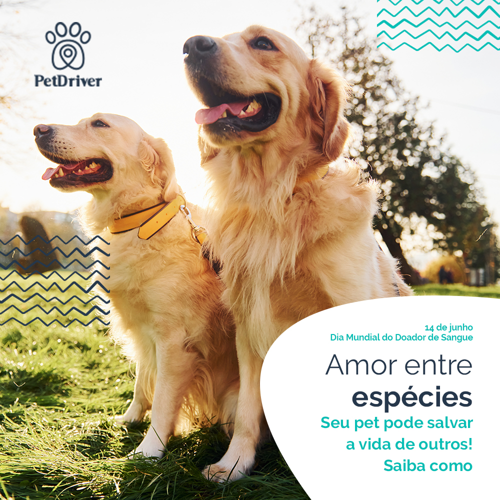 Seu pet pode salvar a vida de muitos! Ajude a manter famílias pets unidas