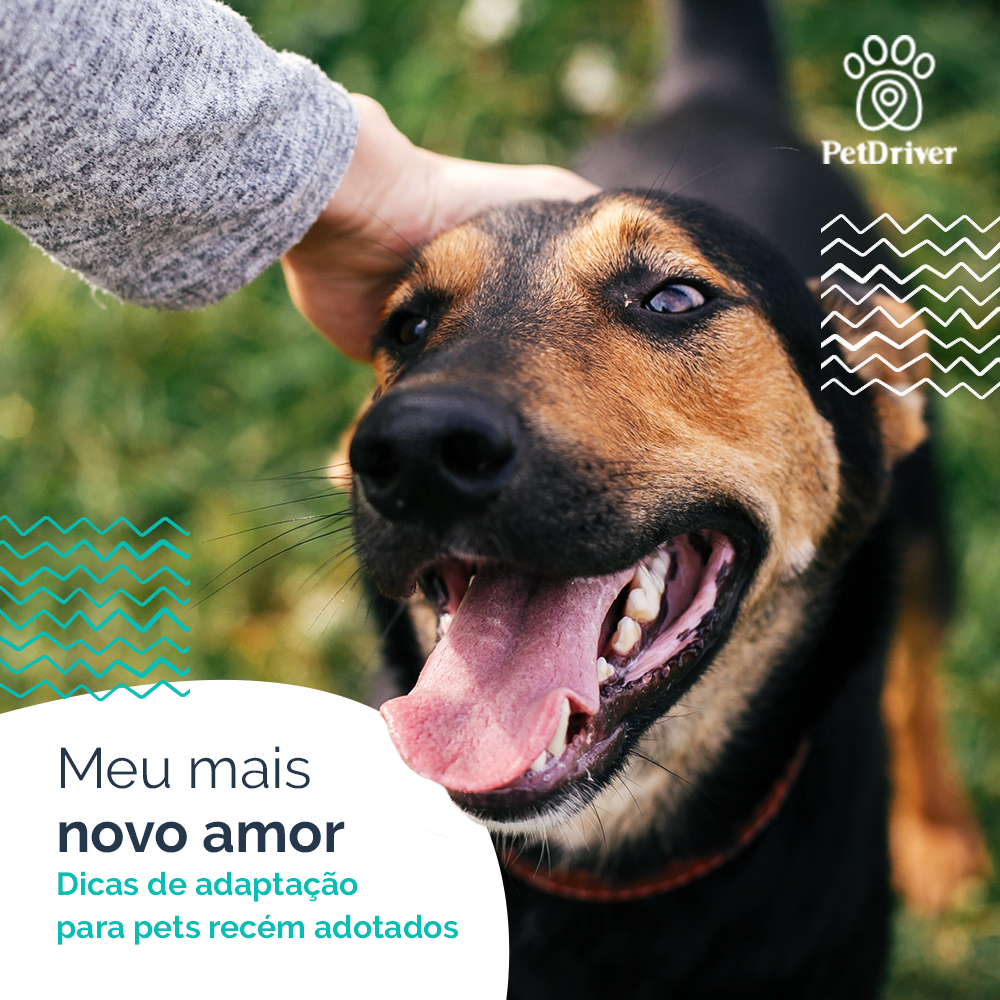 Quais as principais tratativas com pets recém-adotados