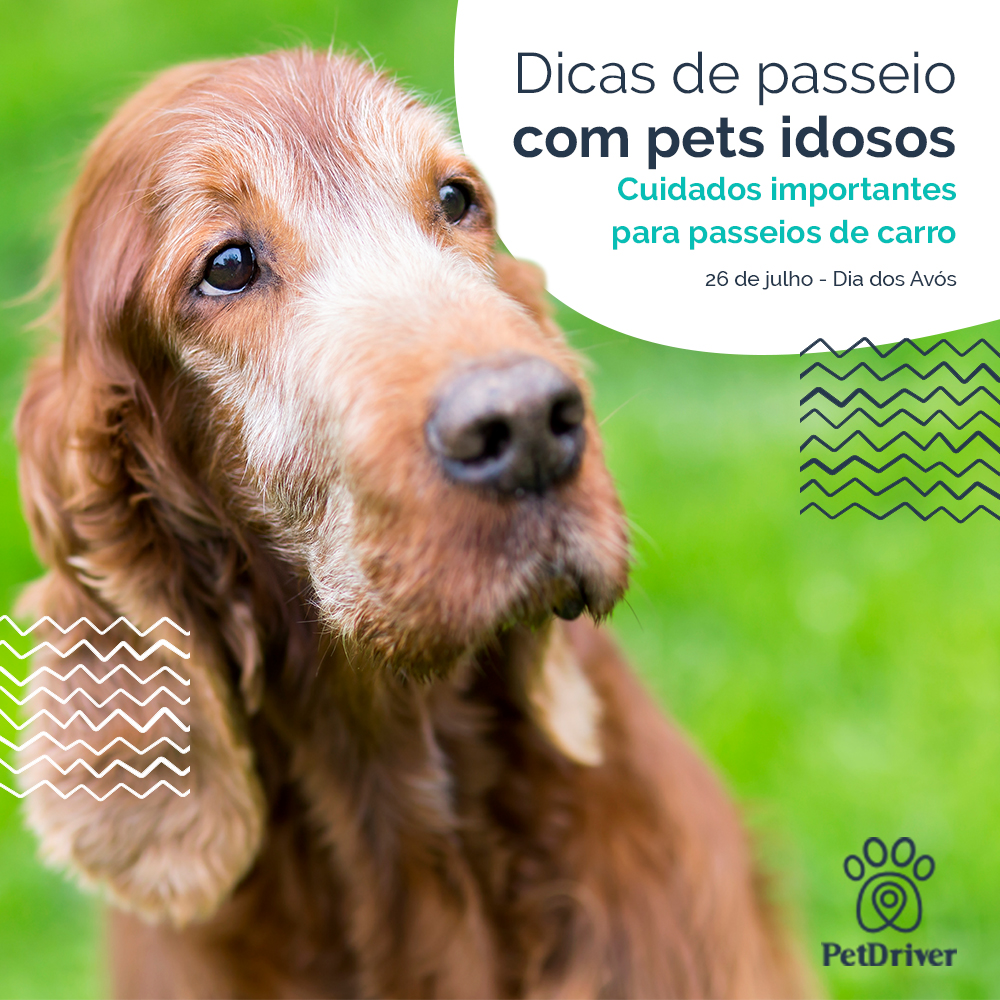 Dicas valiosas para os passeios com o seu pet velhinho