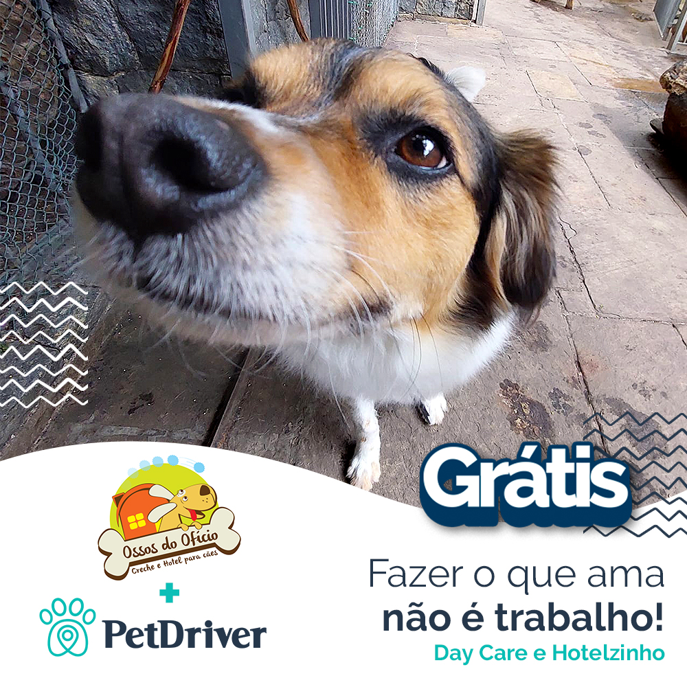 Amor e carinho no dia a dia da cachorrada
