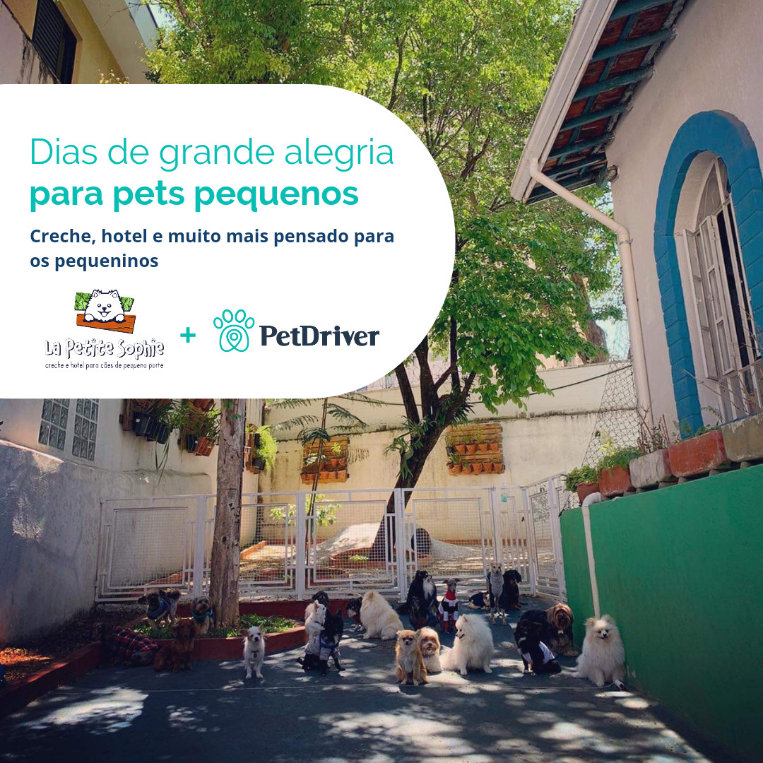 <strong>Pets pequeninos tem um lugar especial em São Paulo</strong>