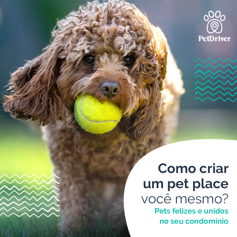 <strong>Dicas animais de como fazer um pet place você mesmo</strong>
