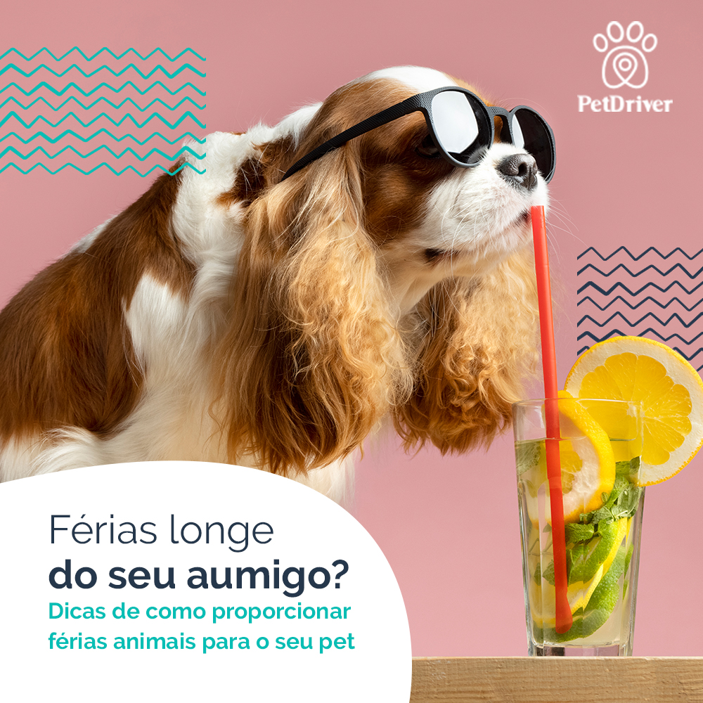 <strong>Férias divertidas para todos, até para o seu peludo</strong>