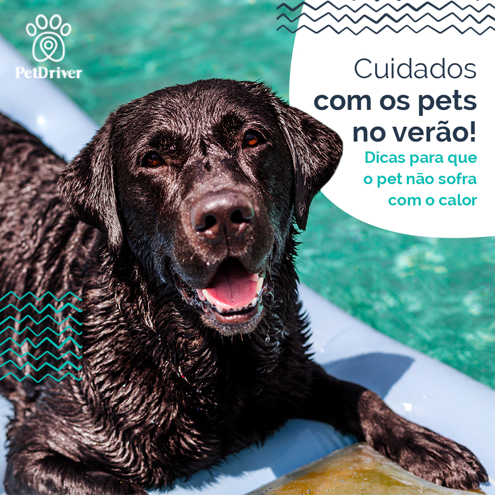 <strong>Cuidados importantes com os pets no verão</strong>
