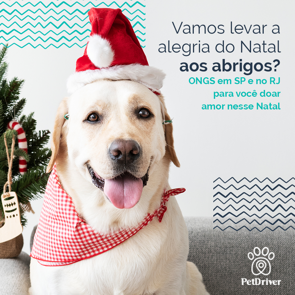 <strong>Que tal doar amor aos abrigos nesse Natal?</strong>