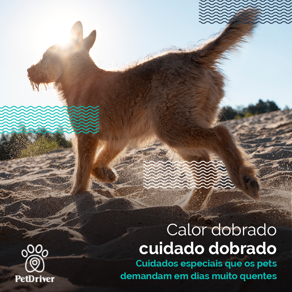 <strong> Quanto mais calor, mais atenção o seu pet demanda</strong>