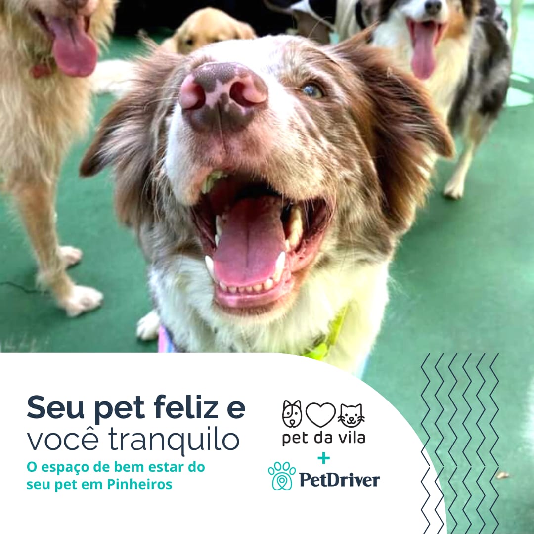 <strong>Tudo o que o pet precisa em um só lugar em Pinheiros</strong>