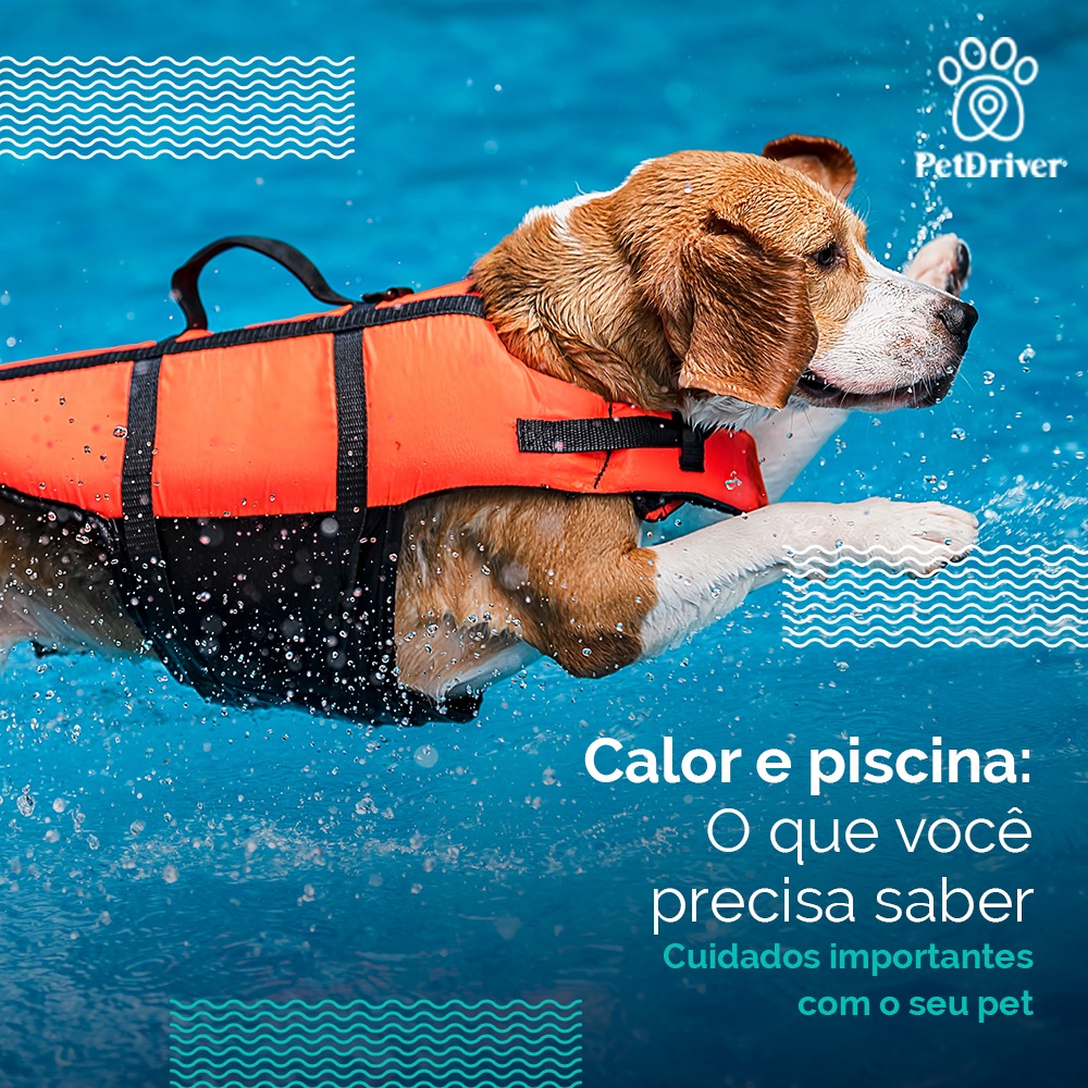 <strong>Dias de piscina para o pet pode?</strong>