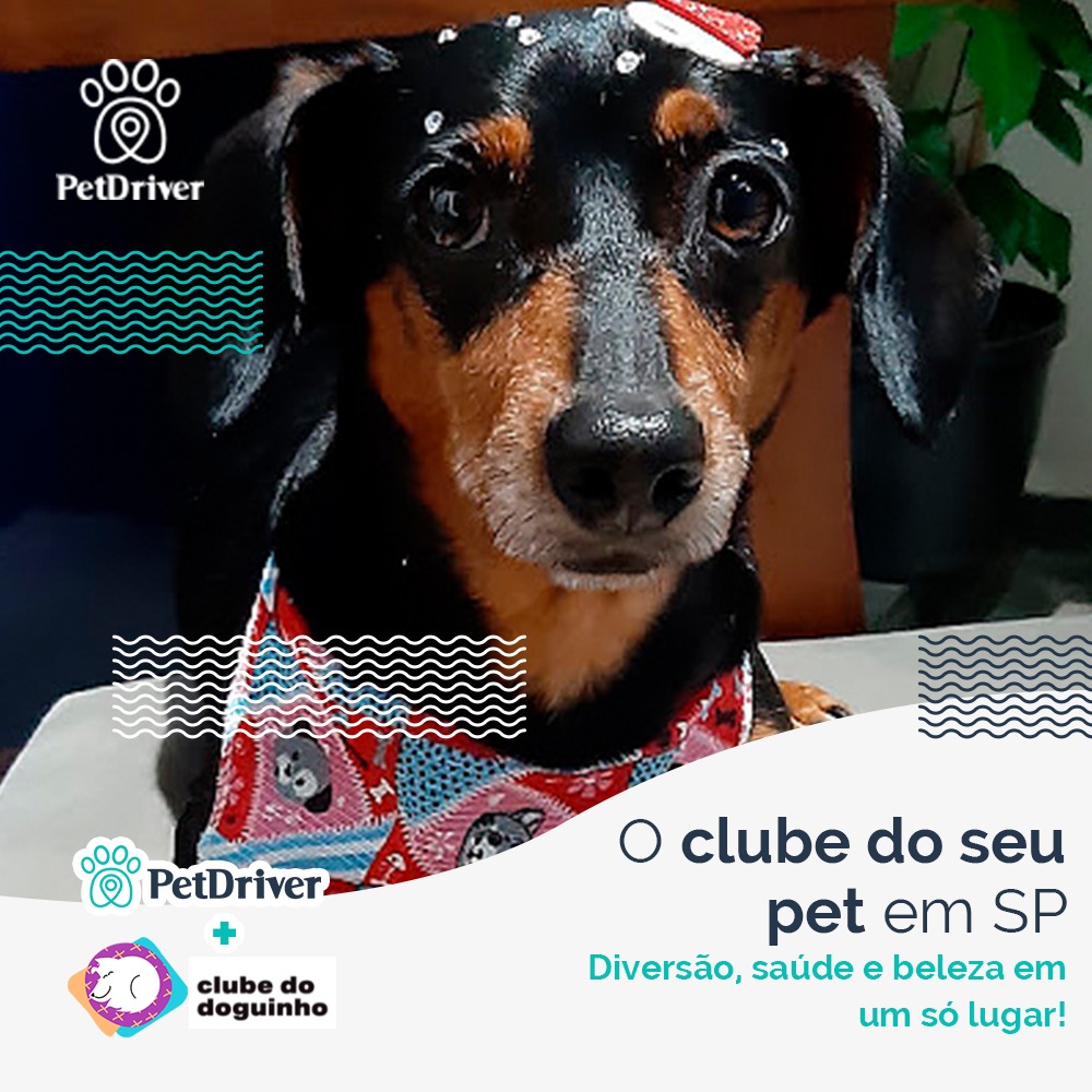 <strong>Seu doguinho tem um clube só dele!</strong>