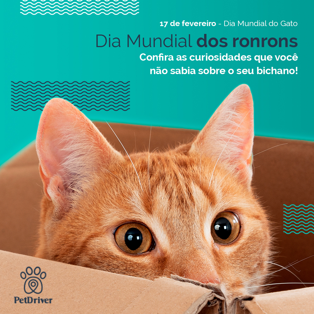 <strong>Curiosidades sobre os felinos que ninguém conta</strong>