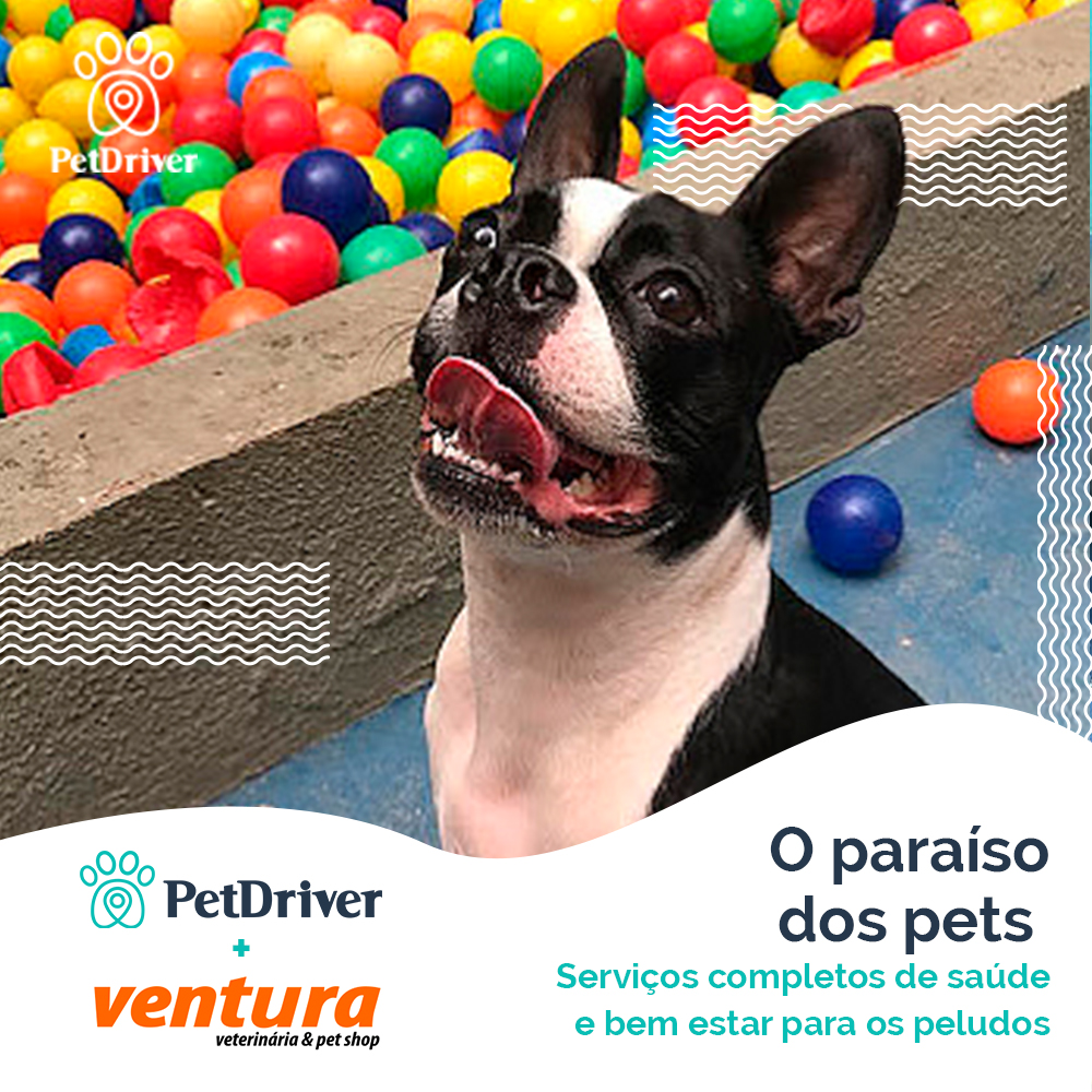 <strong>O paraíso do seu pet existe</strong>