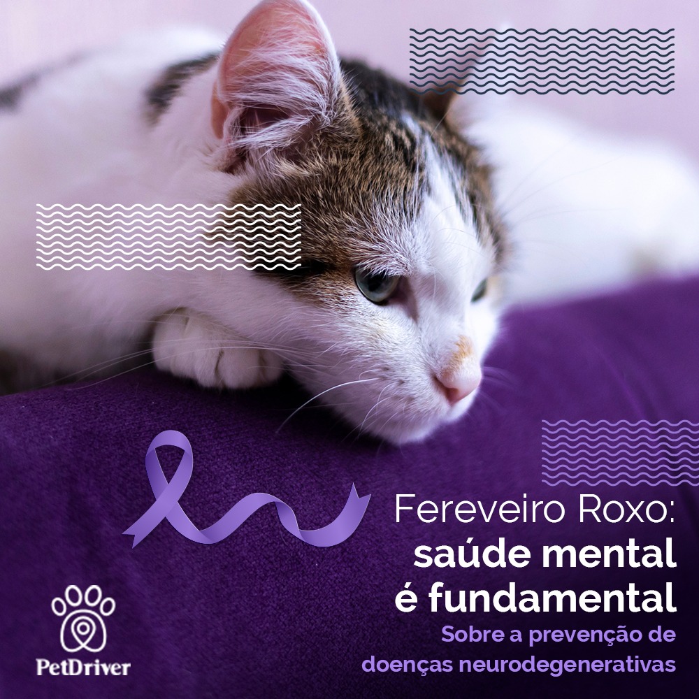 <strong>Conscientização à favor da longevidade dos pets</strong>