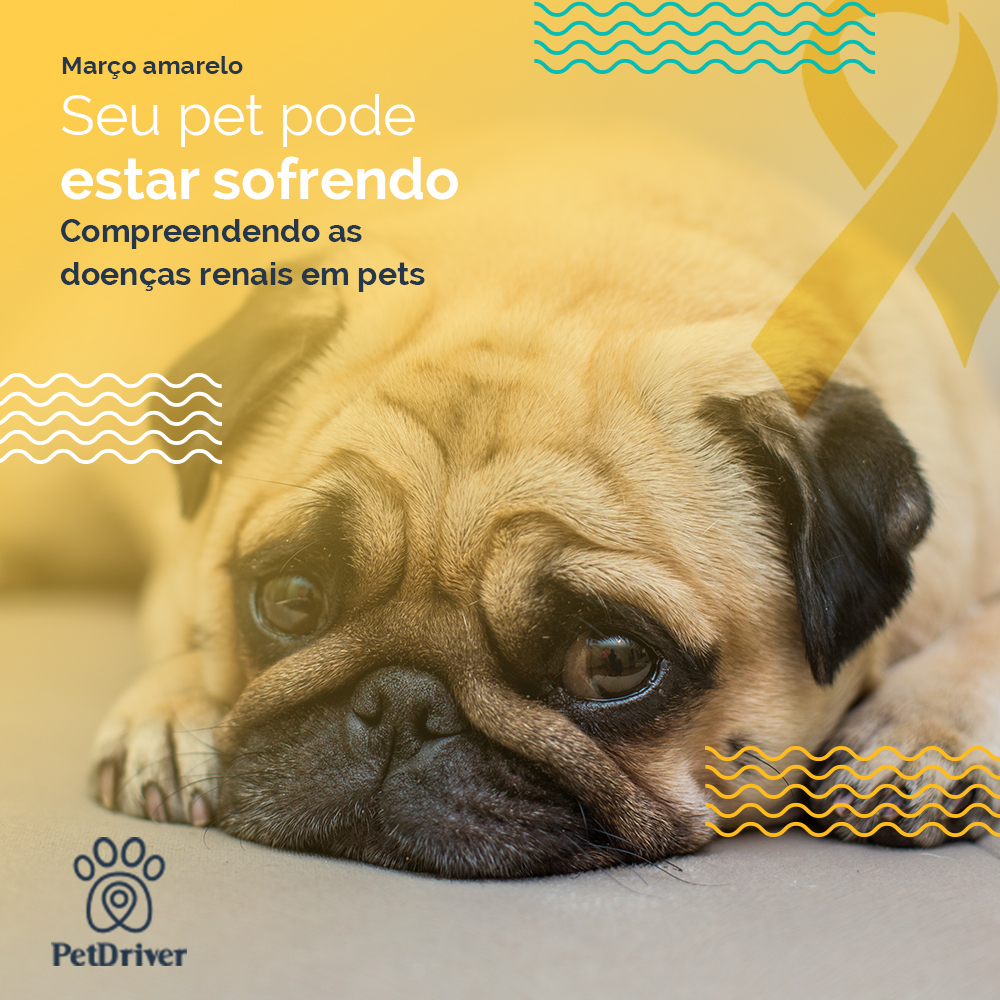 <strong>Seu pet pode sofrer de doenças renais. Cuidado!</strong>