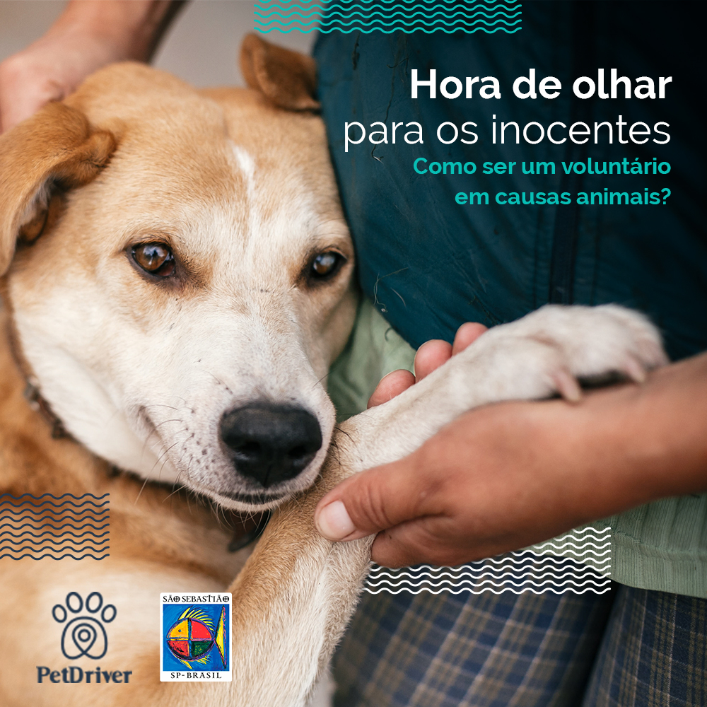 <strong>Sua ajuda salva inúmeras vidas</strong>