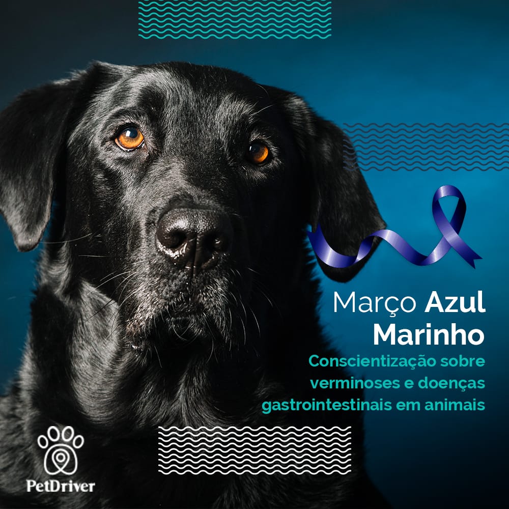 <strong>Seu pet pode estar sofrendo em silêncio! Atente-se!</strong>