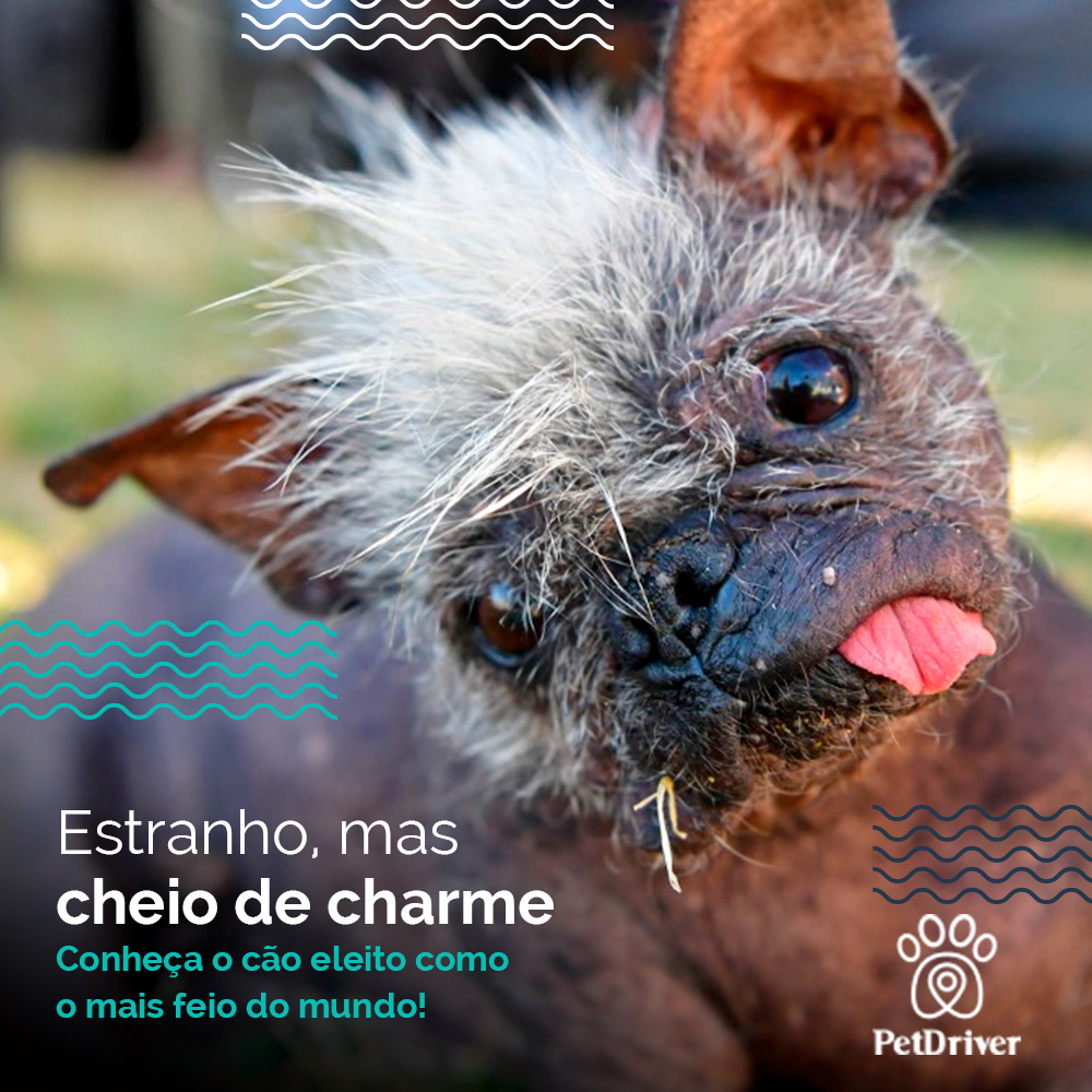 Feios, porém, charmosos. Conheça os cães mais feios do mundo
