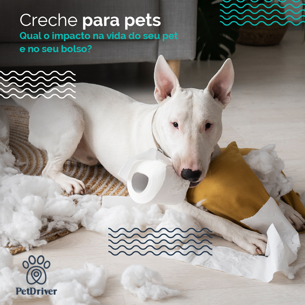 Creche para pets: Gasto ou investimento?