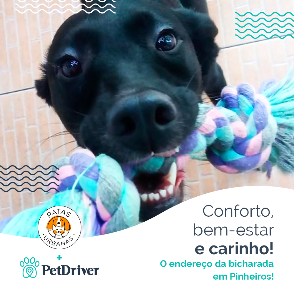 Conforto, bem-estar e carinho