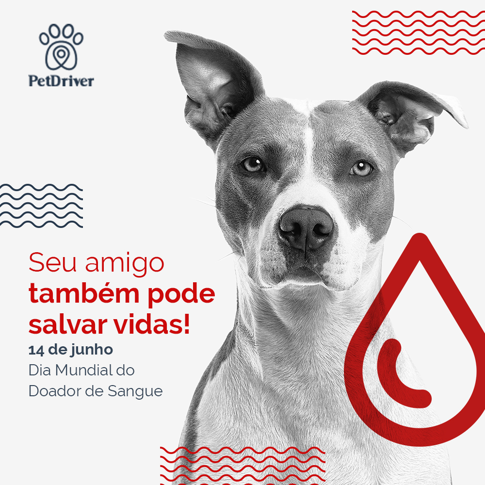 Cães e gatos doadores de sangue. Saiba mais