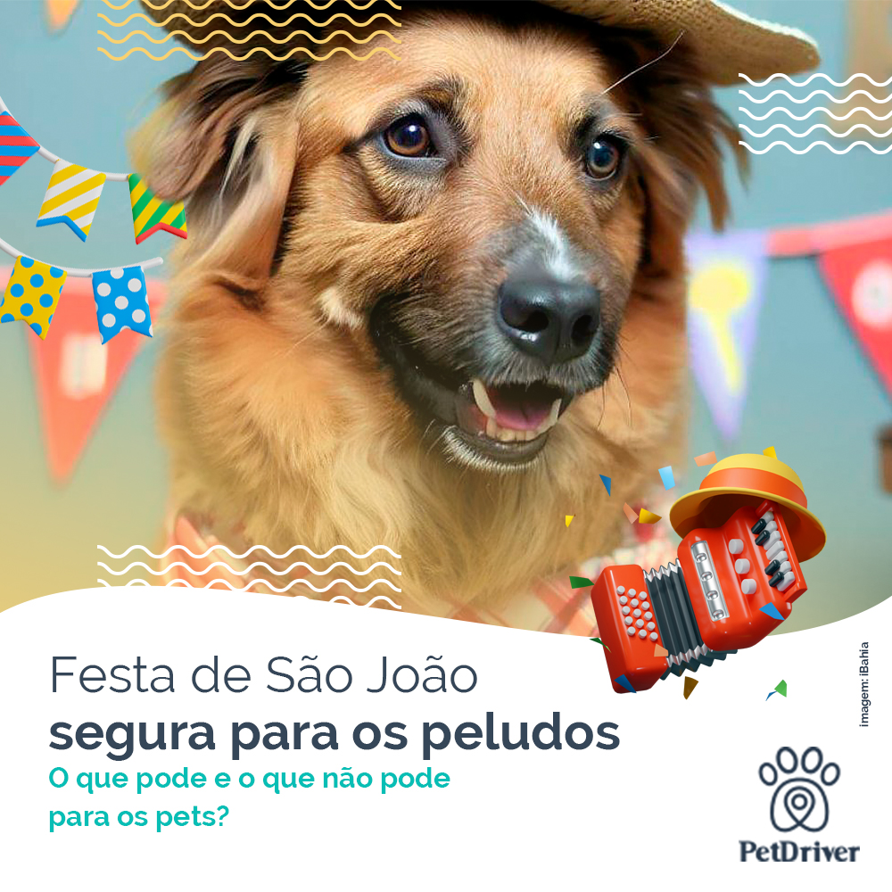 Festa de São João segura e feliz para todos!